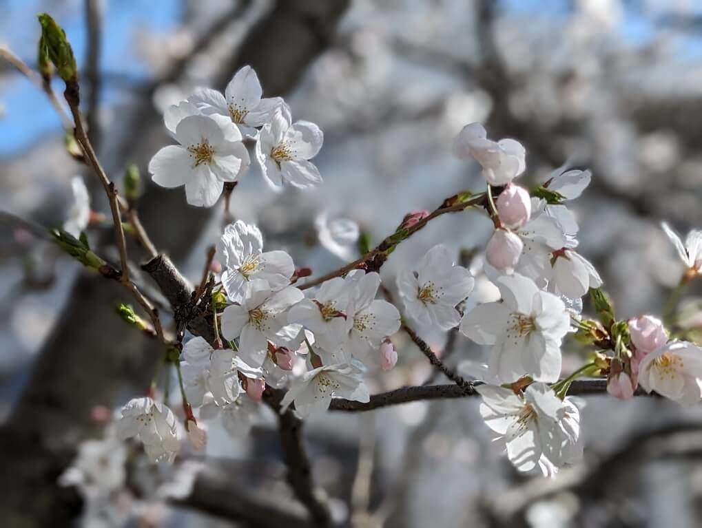 🌸花見に行きました🌸