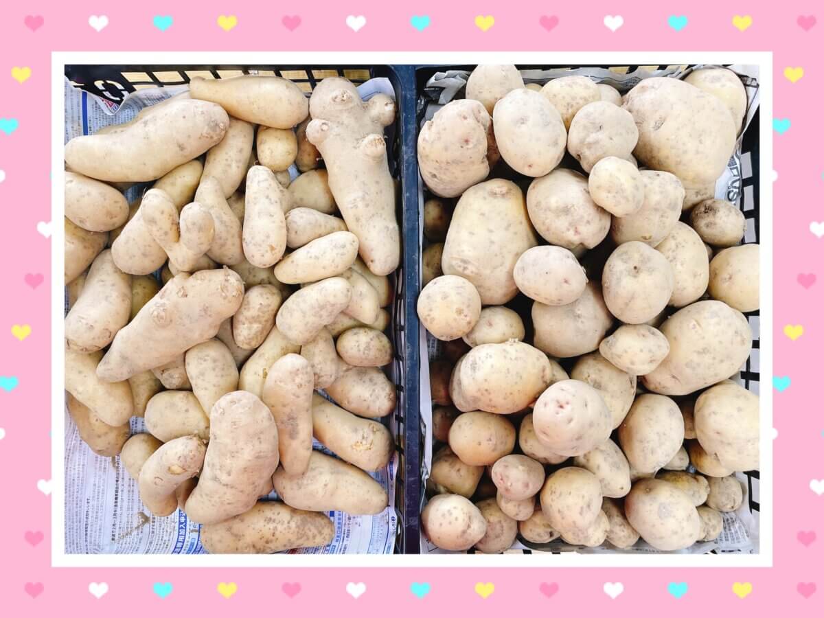 🥔芋掘り🥔